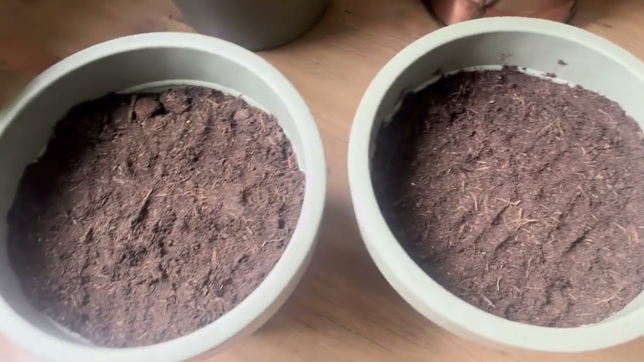 Nieuwe planten potten Van de A C tion gevuld en Bijna 60 planten in huis. #ikbenfreerk