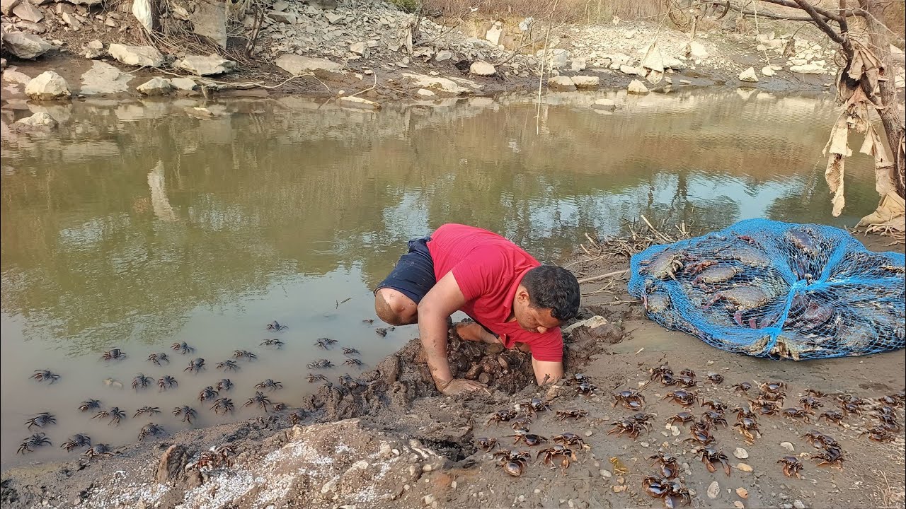 ओढ्याला दगडी उचकून आणि खणून पकडल्या खेकडी 