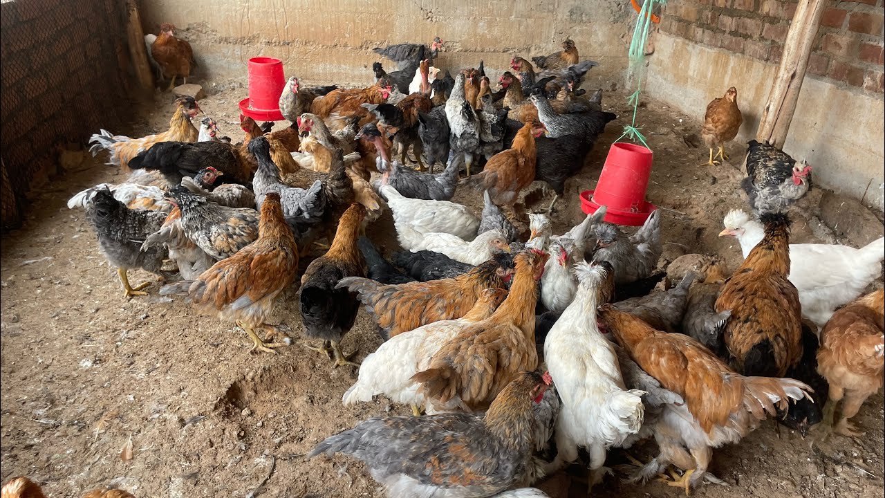 La peor temporada para criar gallinas, no les recomiendo 