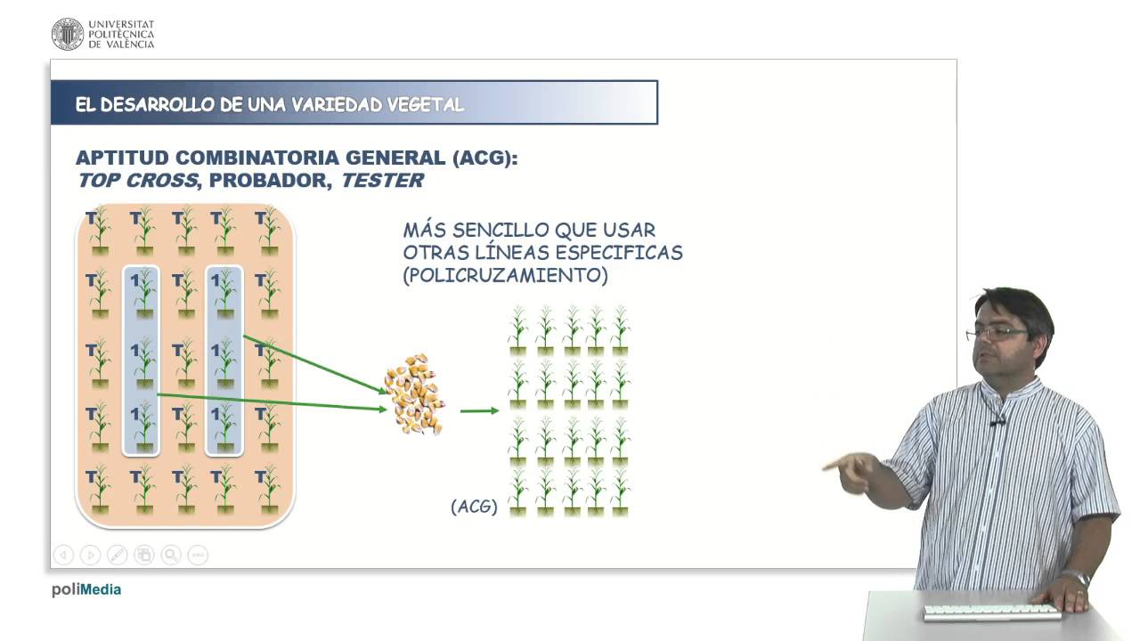 Desarrollo de variedades híbridas: cálculo de aptitud combinatoria | 25/28 | UPV