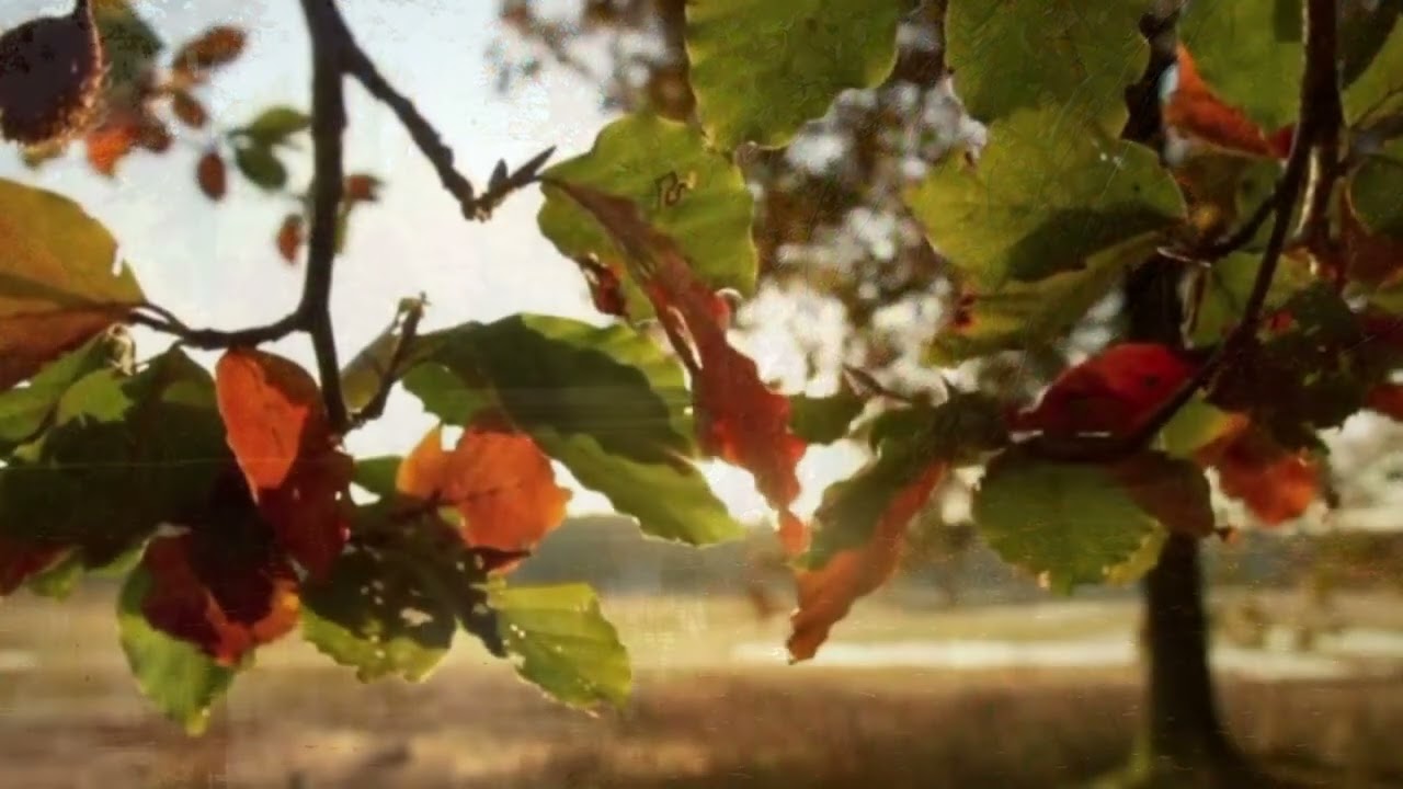 Breath of Autumn | MuseScore Studio 4.6