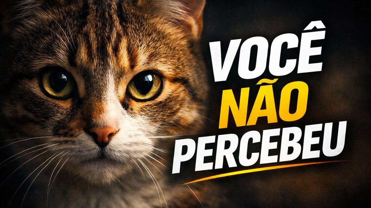 Seu Gato Te Ama, Mas Você Não Percebe Esses Sinais.