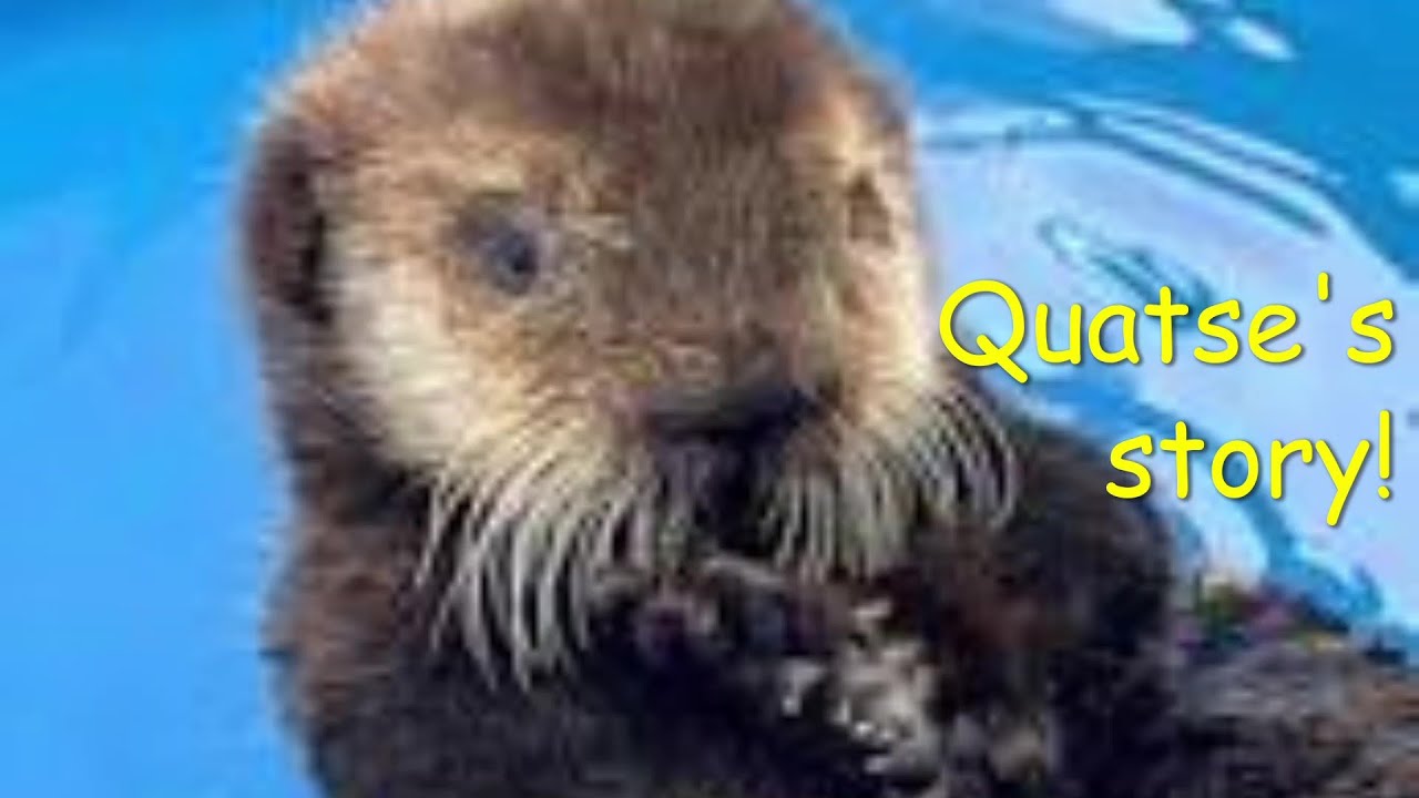 Quatse's story