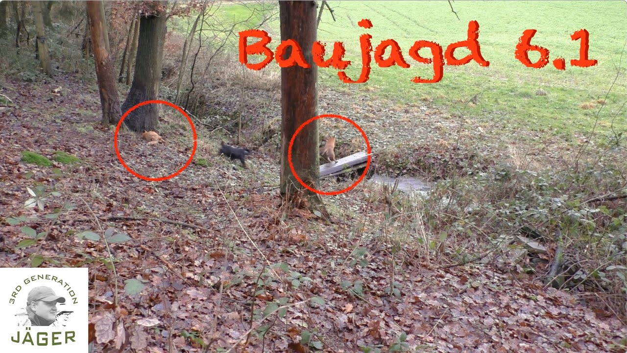 Baujagd 6.1 - 2024 - Foxhunting