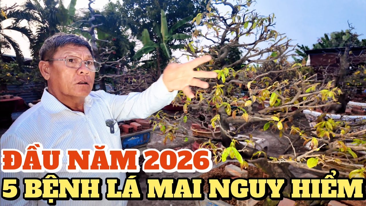 Đầu năm 2026 Út Đực cảnh báo 5 bệnh lá mai vàng nhiều vườn mắc phải, phát hiện sớm mới cứu cây kịp..