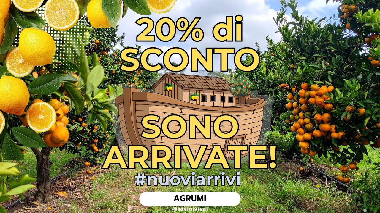 Un bilico di agrumi con frutto: ecco cosa è arrivato 🚛🍊