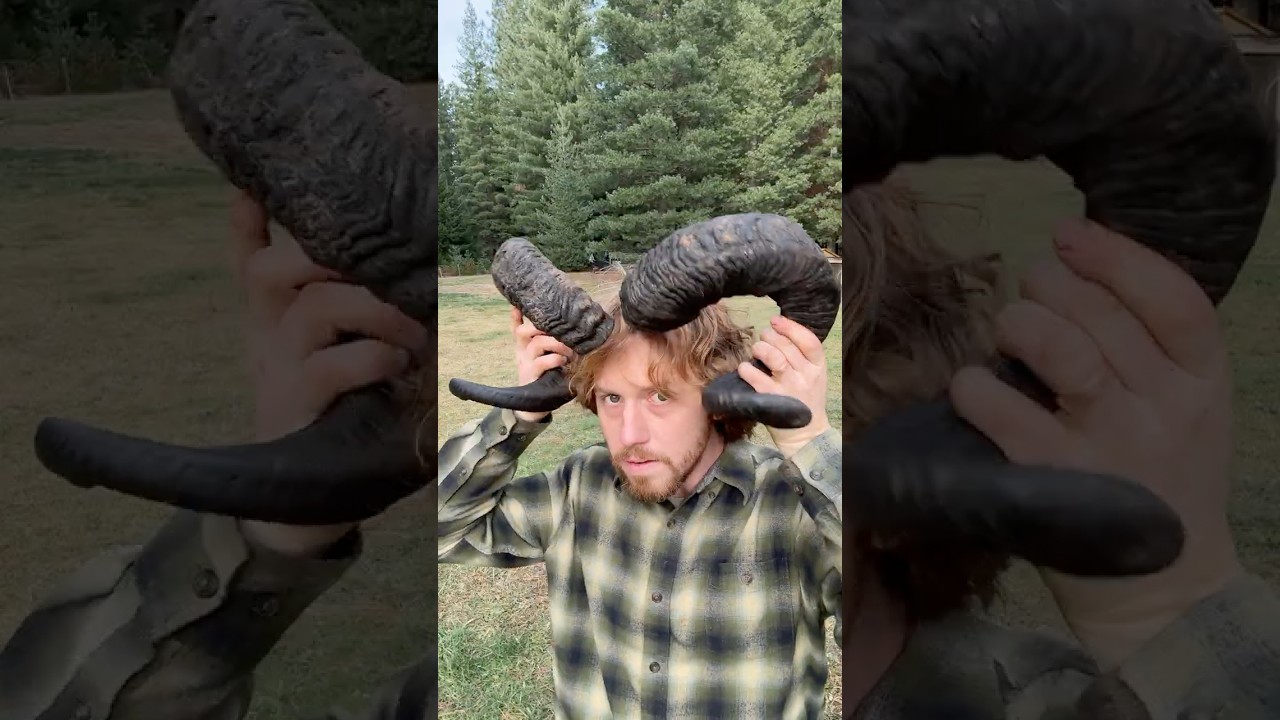 Овечьи рога #сделайсам #овцы #традиционные #усадьба