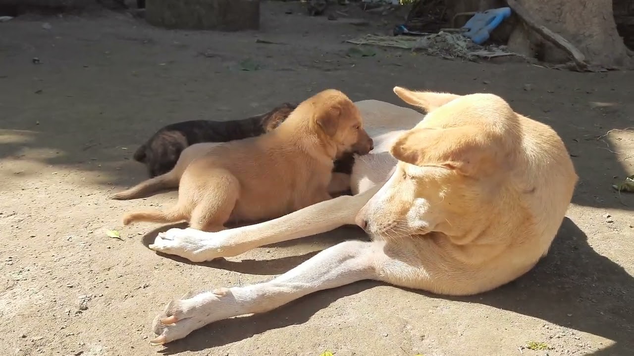 Dog feeding baby milk | Doglover | Animals #bejubaannature #youtubevideos #viralvideos #newvideo ##