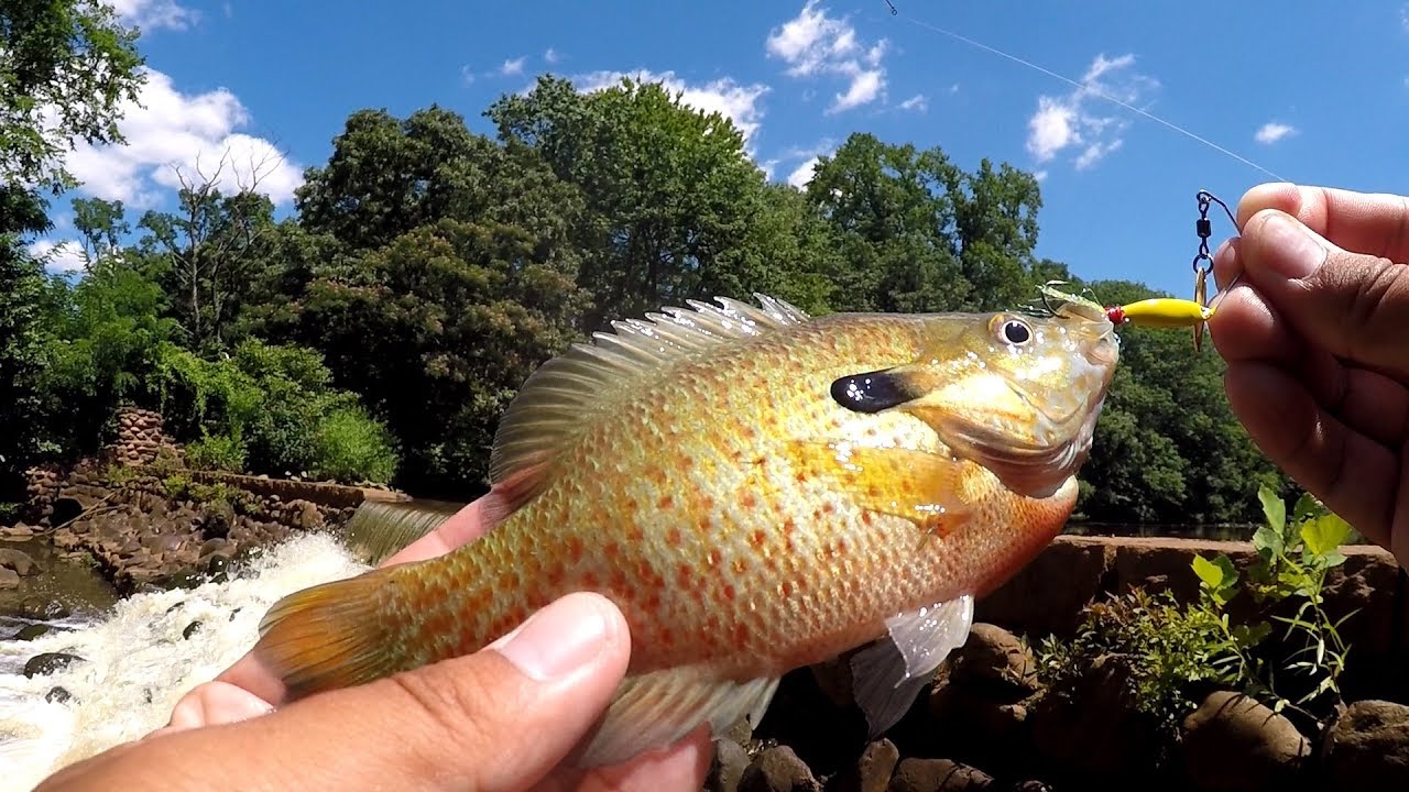 Caught a RARE Redbreast X Bluegill HYBRID on the DYNAMIC Micro Spinnerbait! (Haddonfield, NJ) (TLFF)