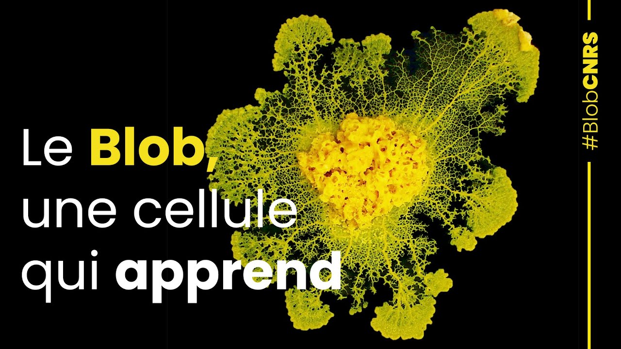 Le Blob, une cellule qui apprend | Reportage CNRS