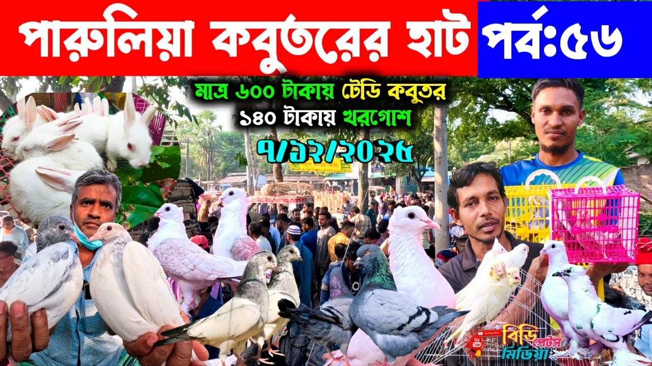 মাত্র ৬০০ টাকায় টেডি কবুতর | পারুলিয়া কবুতরের হাট | kobutor hat 2025 | pigeon price in bangladesh