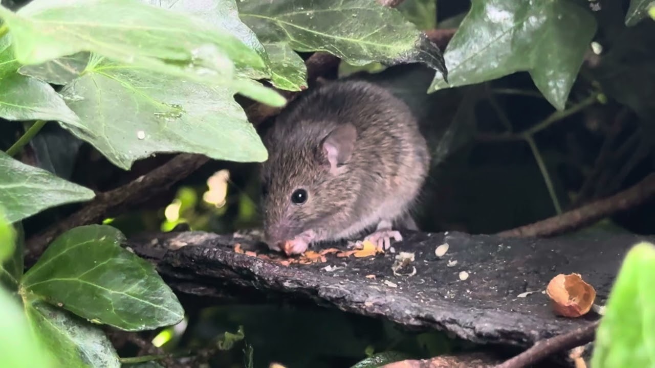 Wild Mouse enjoying a peanut