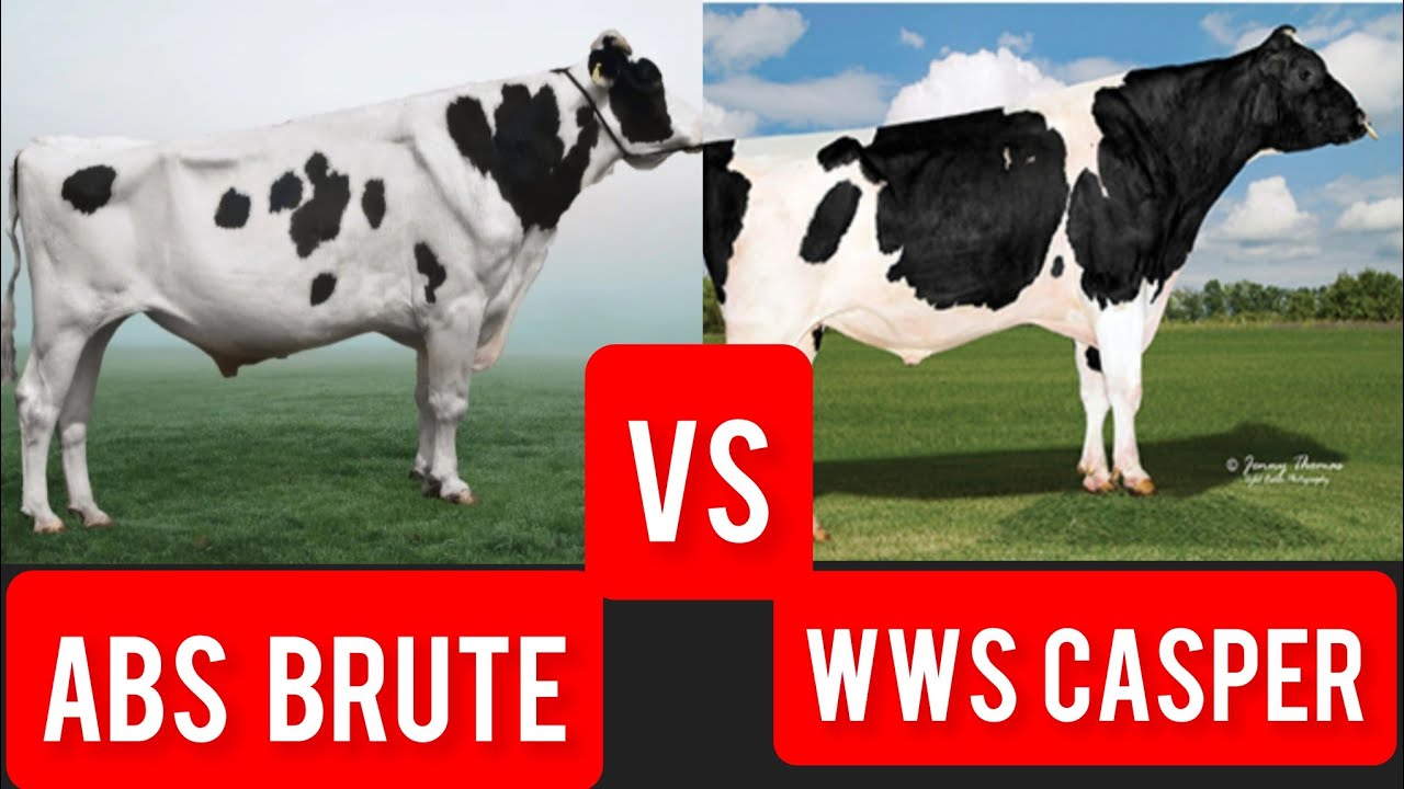 ABS BRUTE V/S  WWS CASPER 🐄WHICH  BULL IS BETTER🐄#mannfarms #breeding