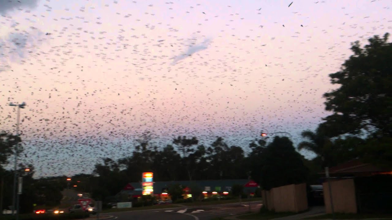 Fruit bats (flying foxes) over Brisbane, Australia