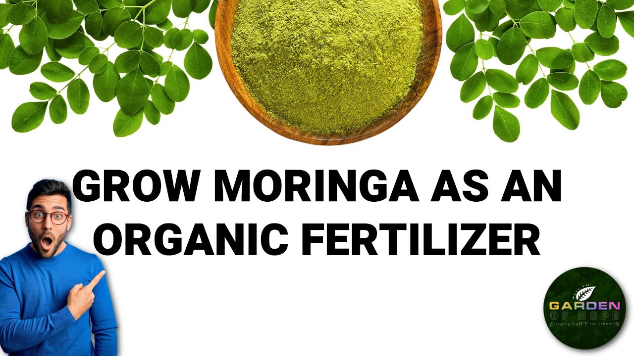 Grow Moringa As An Organic Fertilizer | Garden Of Hope