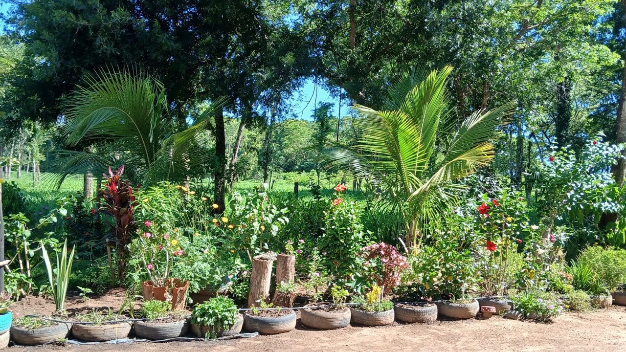 ✨ LIMPEZA, REPLANTES E EXPLOSÃO DE FLORES 🌸🌹 | Jardim da Rocinha Renovado com Amor 💖🌿