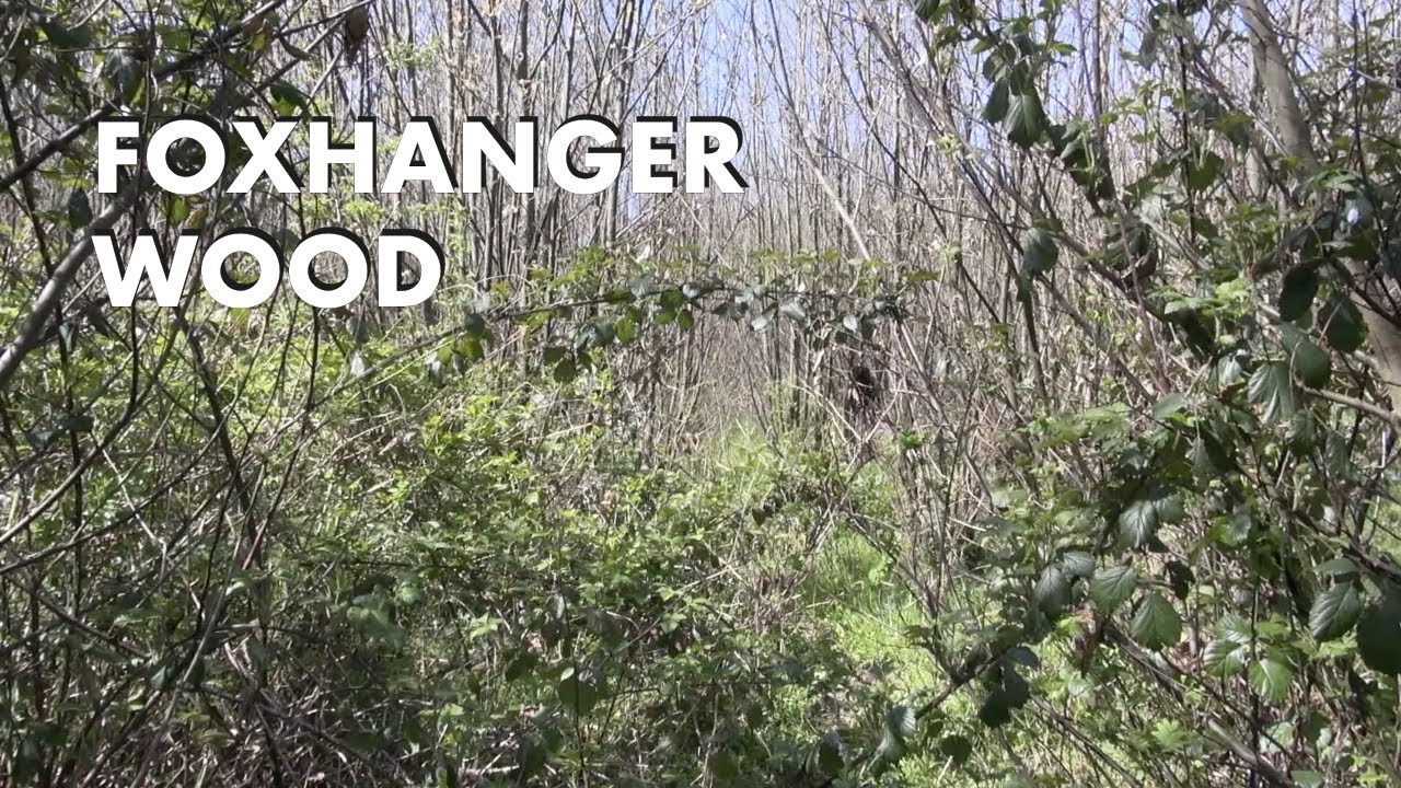 The Ancient Coppice: Foxhanger Wood