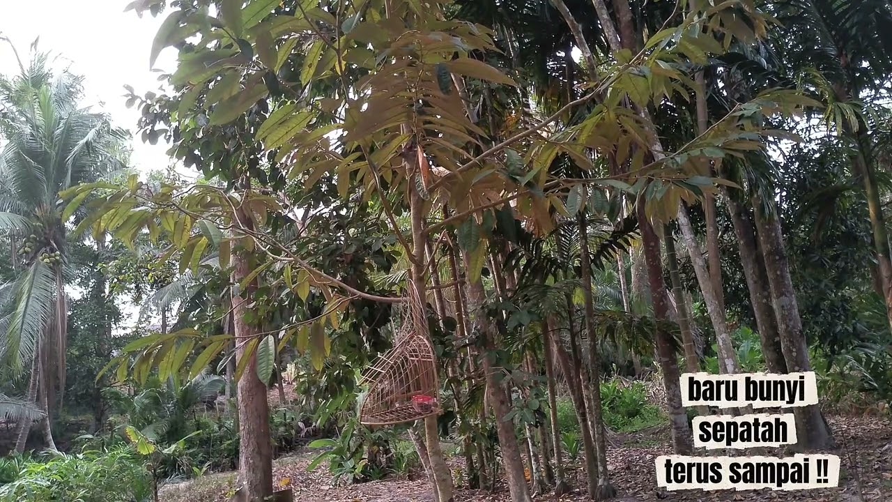 PIKAT MERBAH LEKIR !! SEBAB LAMA TAK BAWAK TURUN AKHIR NYAA , TAPAUUU!!! #Merbahlekir #Merbahlekir