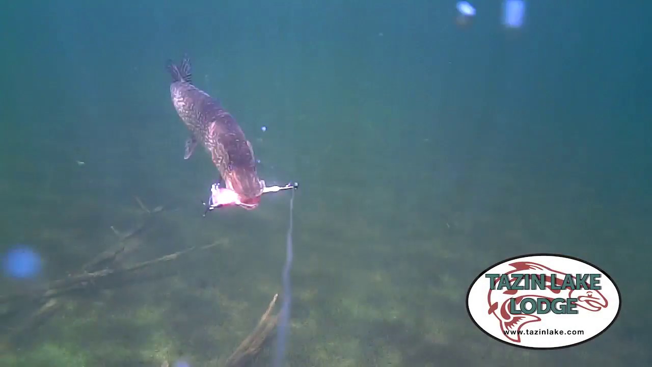 Saskatchewan pike strikes underwater!