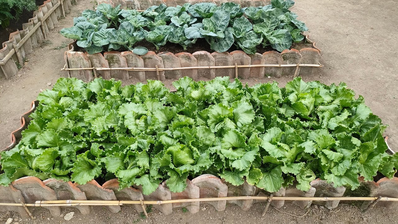 cara menanam selada iceberg dari benih sampai panen || How to plant iceberg from seed to harvest