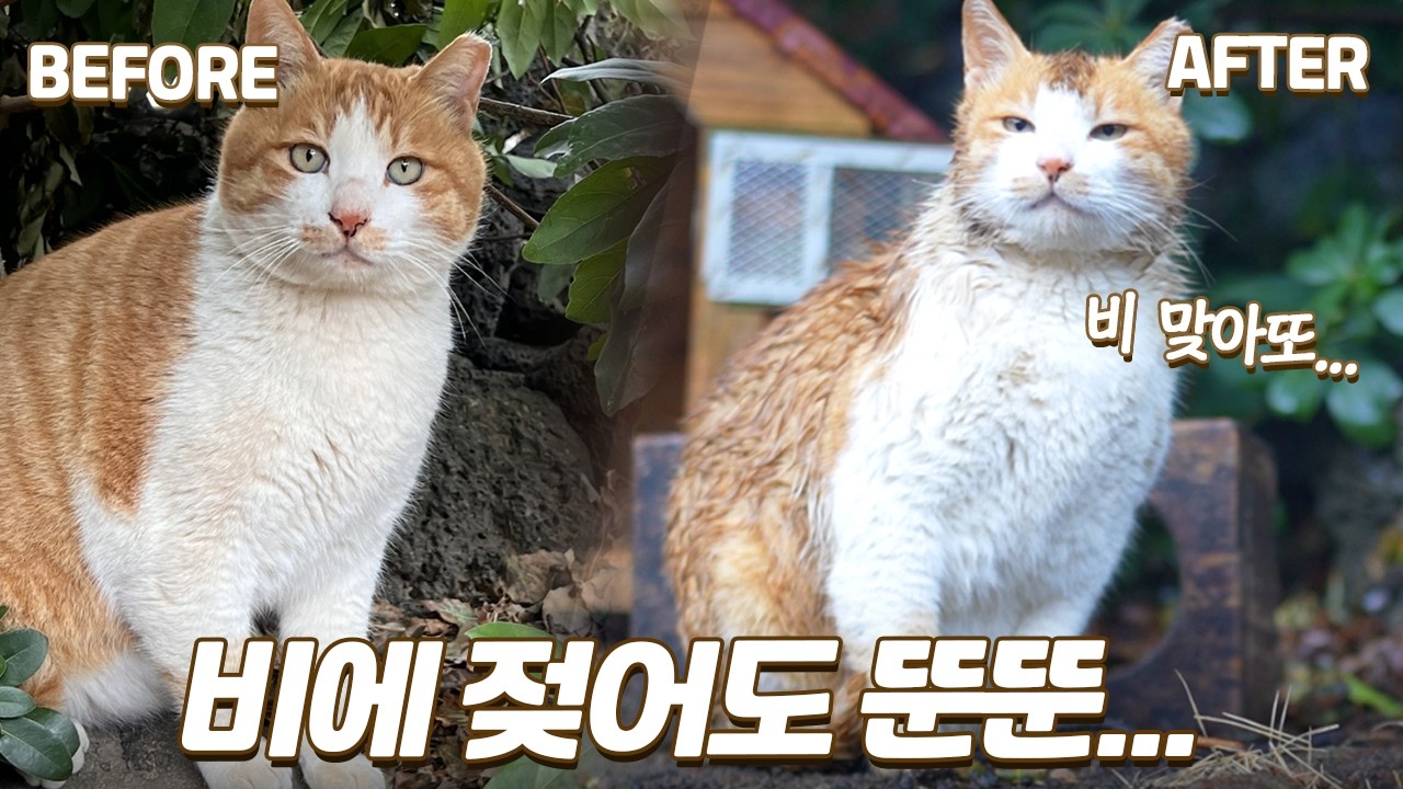 지방간 치료받고 회복했다가 다시 입원하게 된 예민한 고양이 ㅠㅠ | 안 되겠다... 본채로 가자