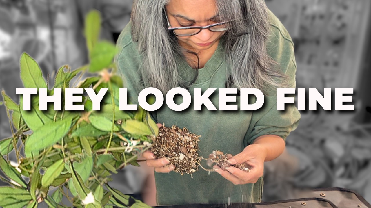 The Hoya Dry Rot Journey Continues ...More Rehabs