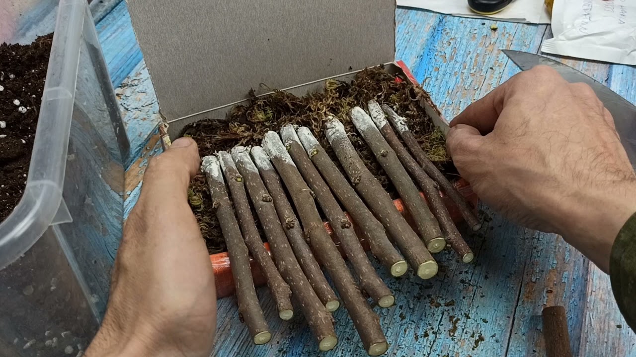Укоренение Шелковицы в мху