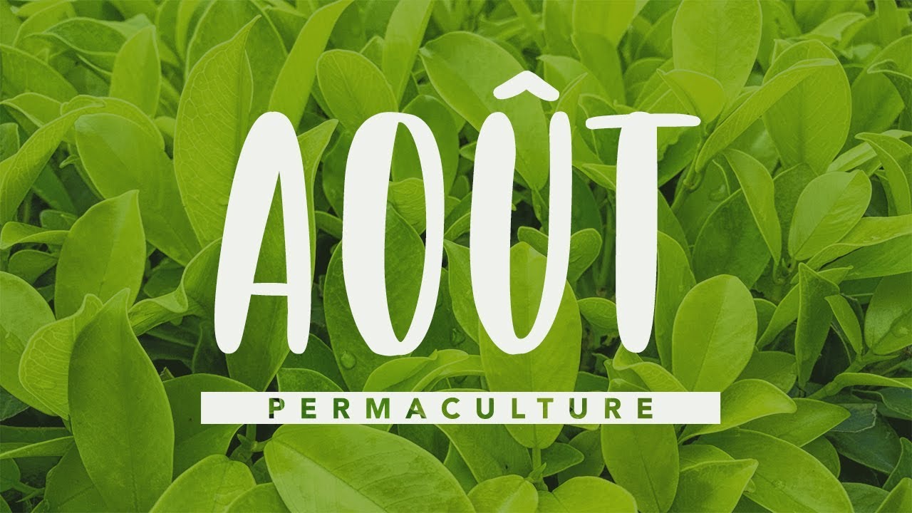 Que faire dans son jardin permaculture en août? #permaculture