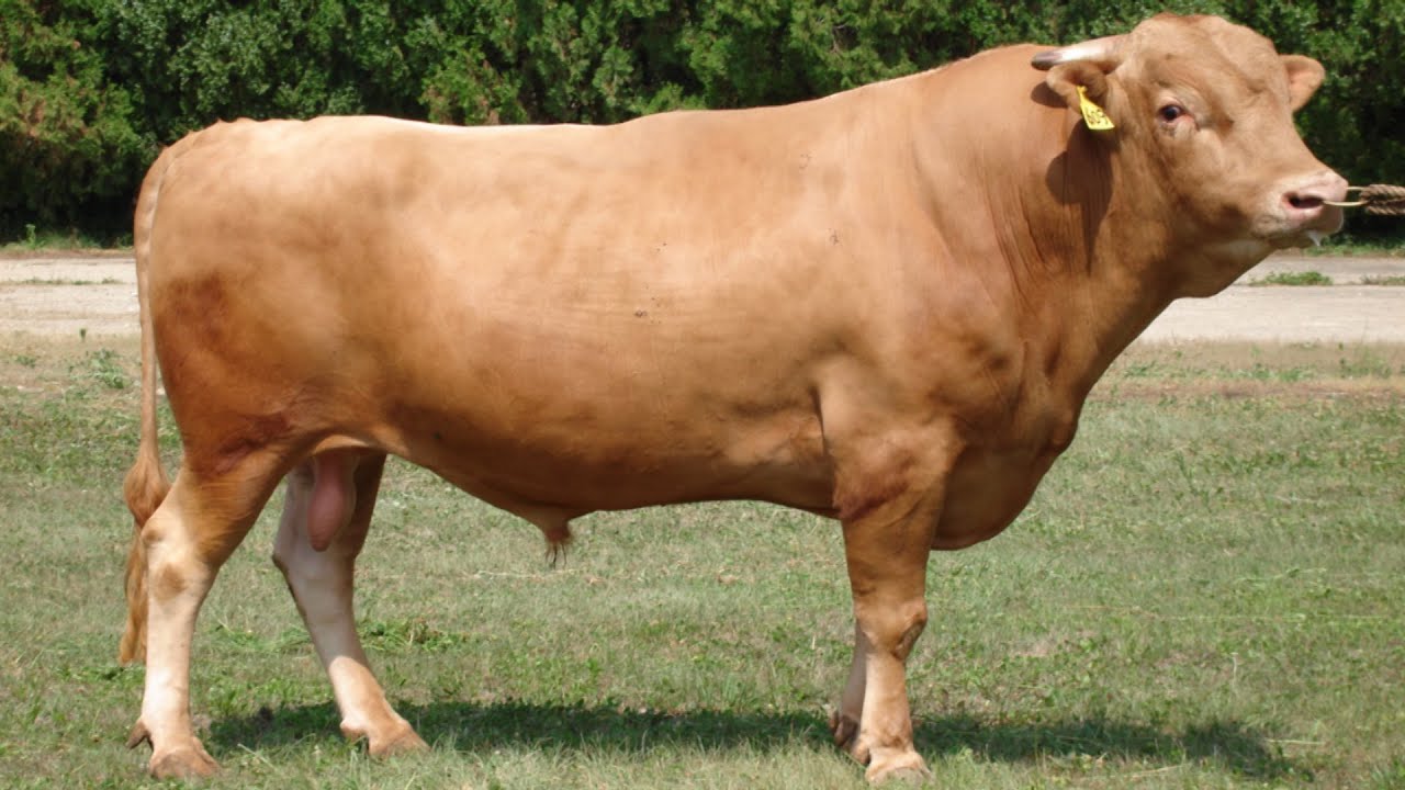 Hanwoo Cattle | Место рождения мраморности