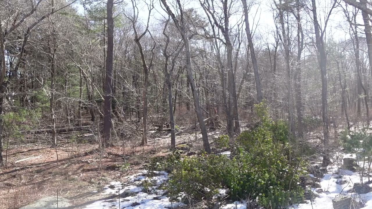 Last Snow of Winter | 1.5 Hours of Early Morning Forest Sounds in Massachusetts