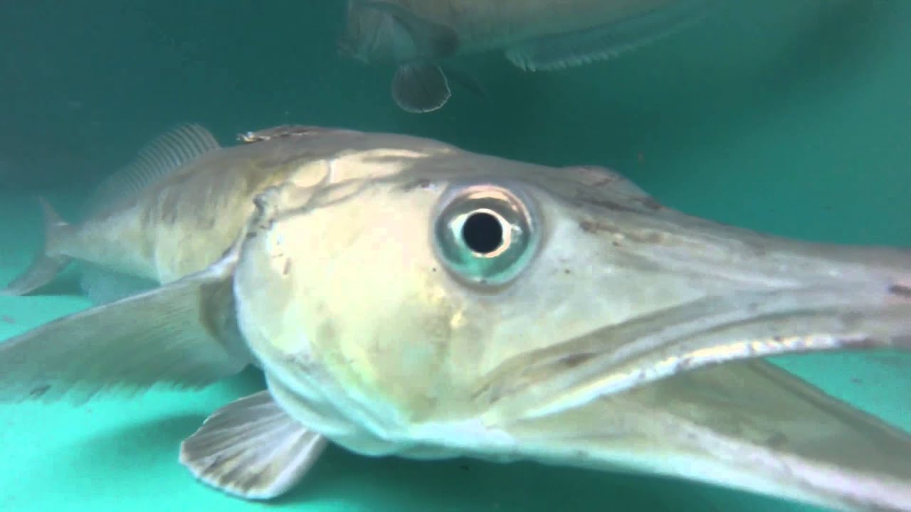 Unfrozen: Icefish of the Antarctic
