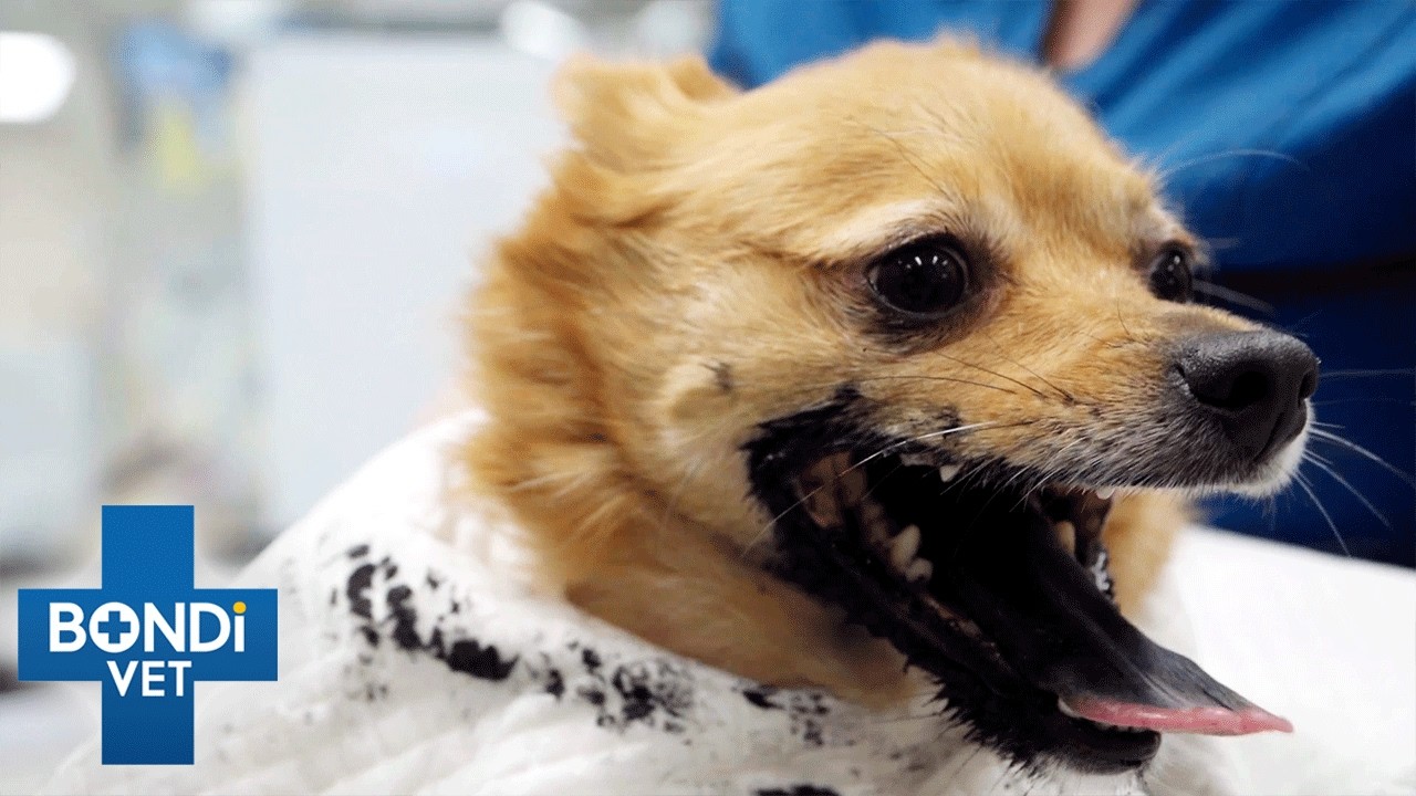 Will Deadly Grapes Intoxicate Dog? 💔 Bondi Vet