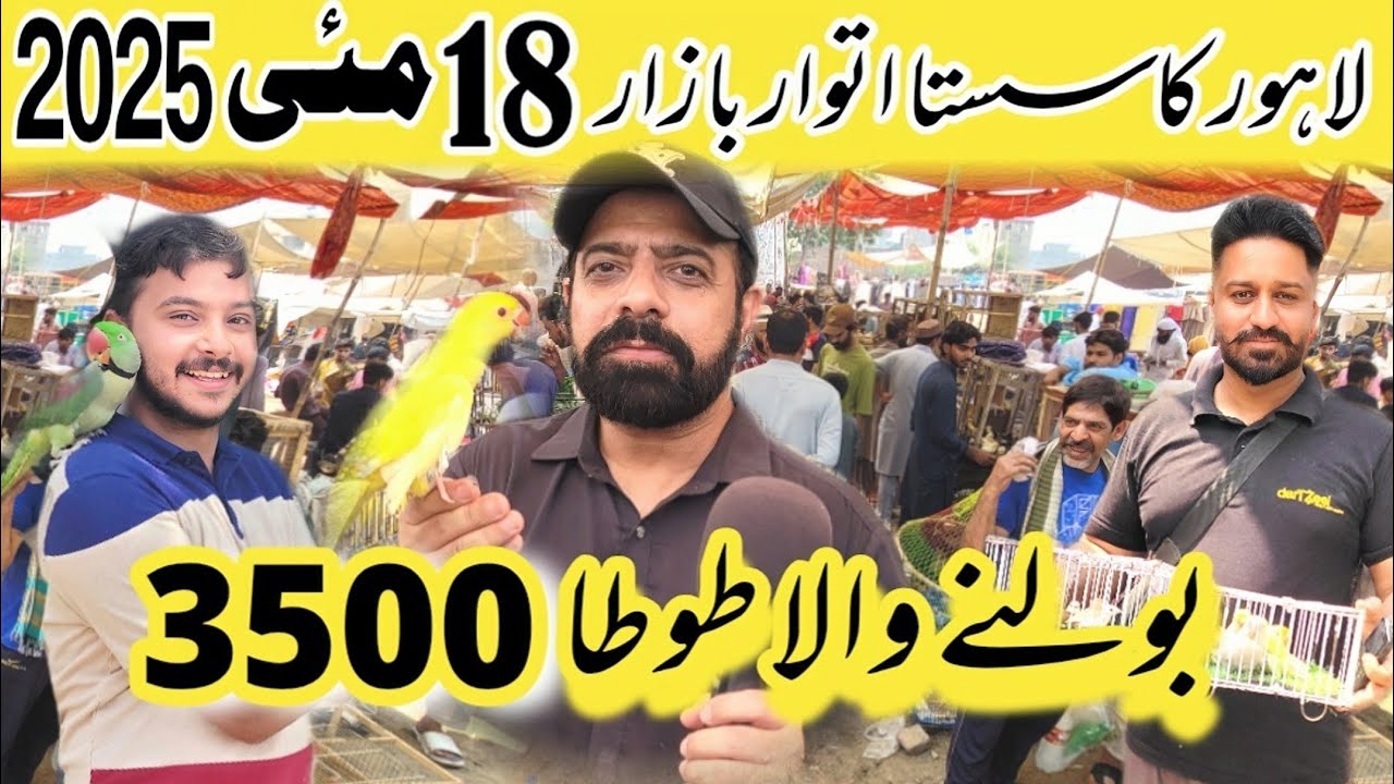 Sunday birds market 2025 | sunday birds market latest update