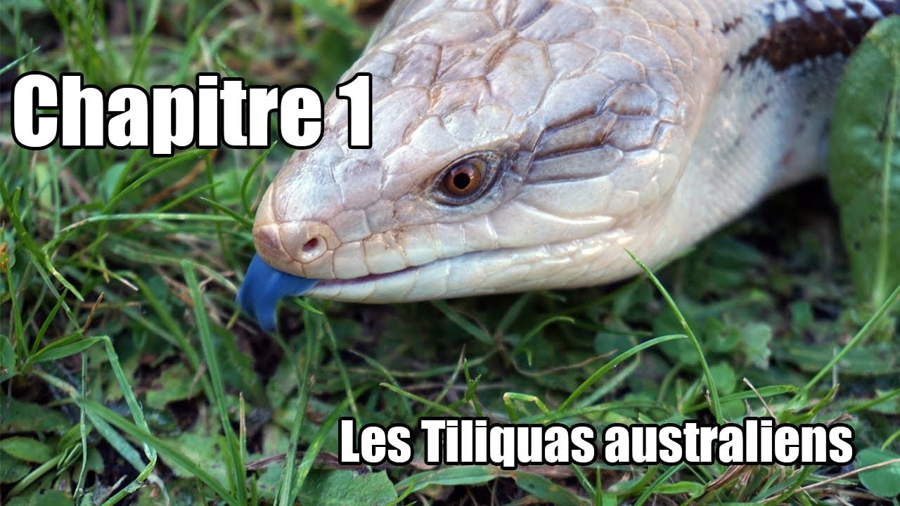 Chapitre 1, Les tiliquas australiens.