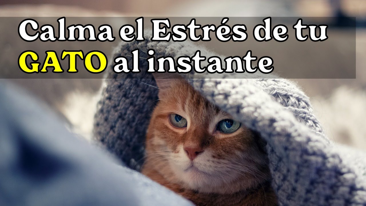 Calma el estrés de tu gato al instante, musica para relajar a tu gato