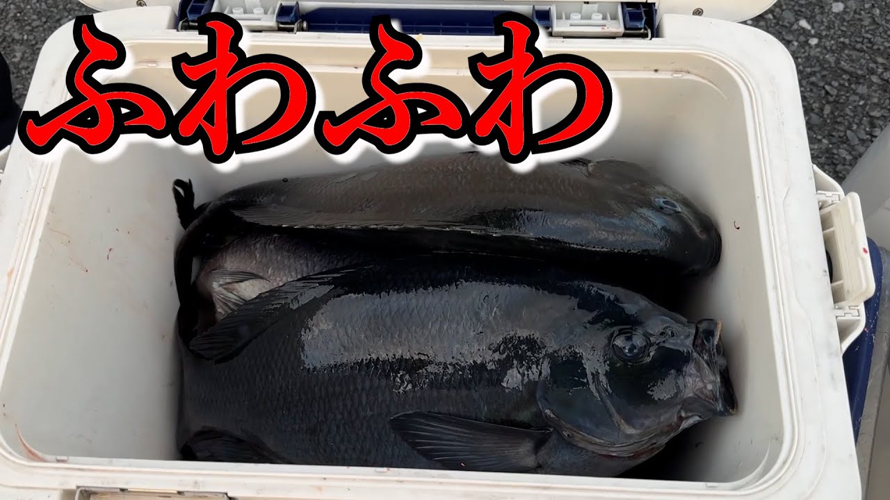 【爆釣】寒グレ終盤戦！出たぞ大型グレ！ポイントはフワフワ！