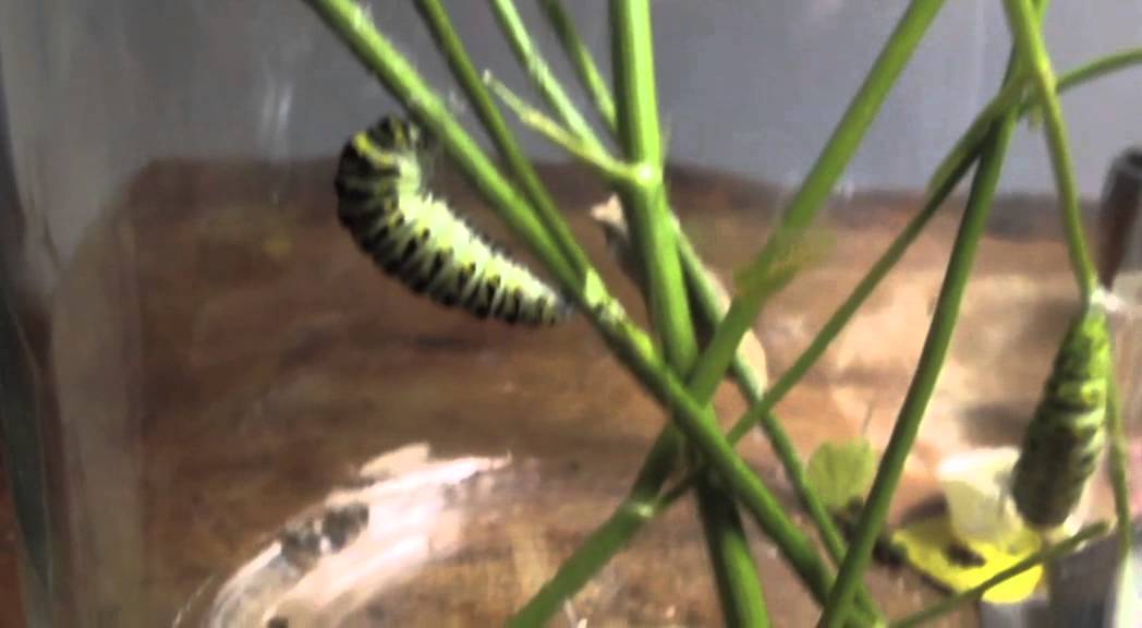 From Parsley Worm Caterpillar to Butterfly