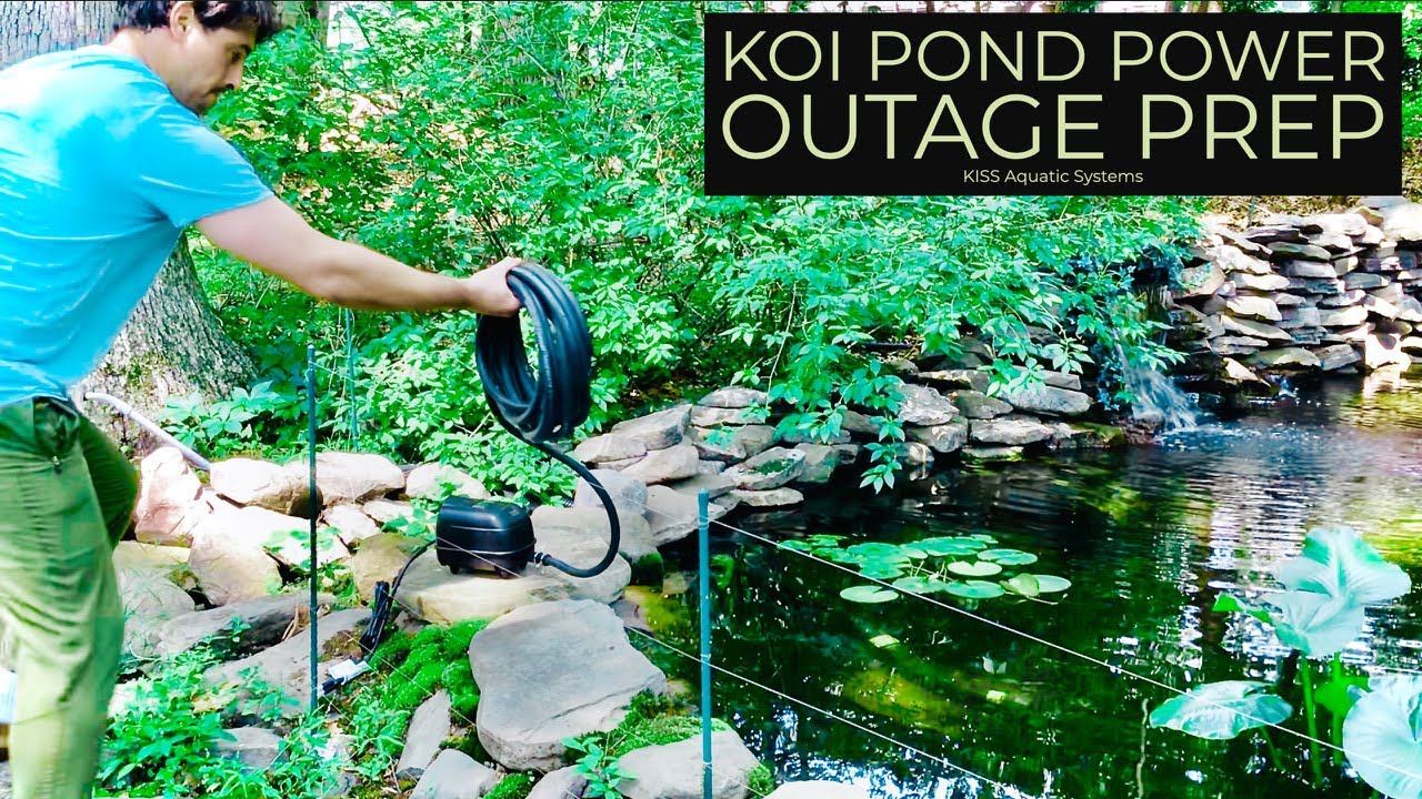 How I Prepare My Koi Pond for Power Outages