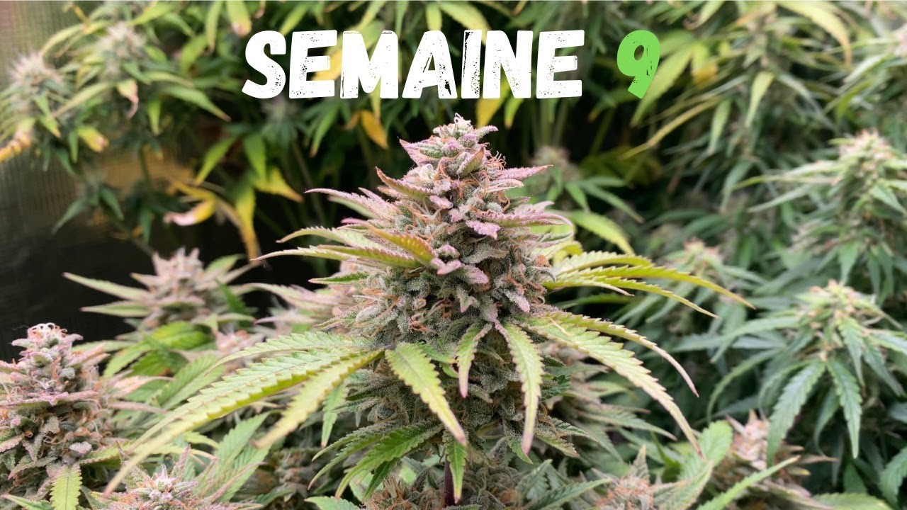 COMMENT FAIRE POUSSER : SEMAINE 9
