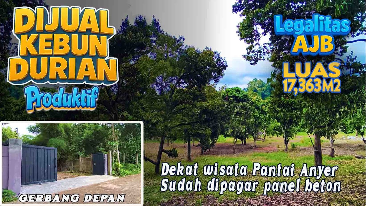 DIJUAL KEBUN DURIAN PRODUKTIF LT 17.363M2 Legalitas :AJB,Ada Aliran air📌 Cinangka Kab :Serang Banten