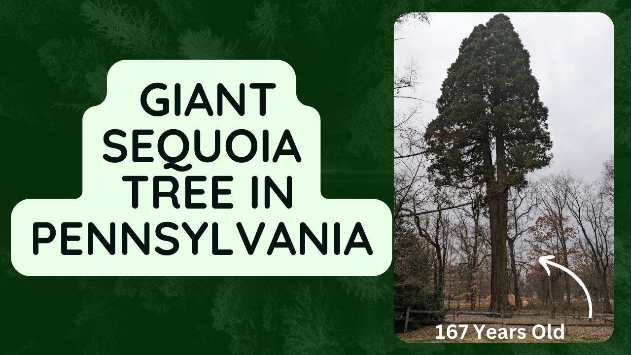 167 Year Old Giant Sequoia Tree Growing in Pennsylvania at Tyler Arboretum