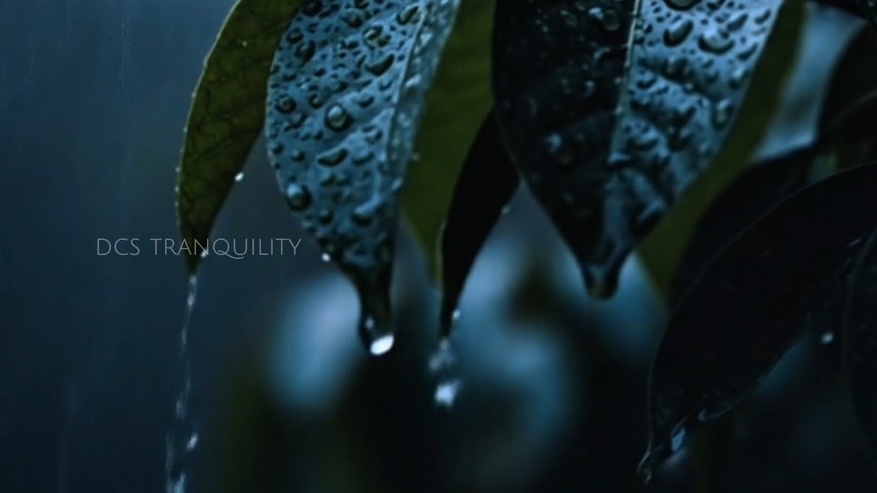 Essa Chuva é pra você que não consegue dormir - chuva sem trovões para uma noite relaxante.