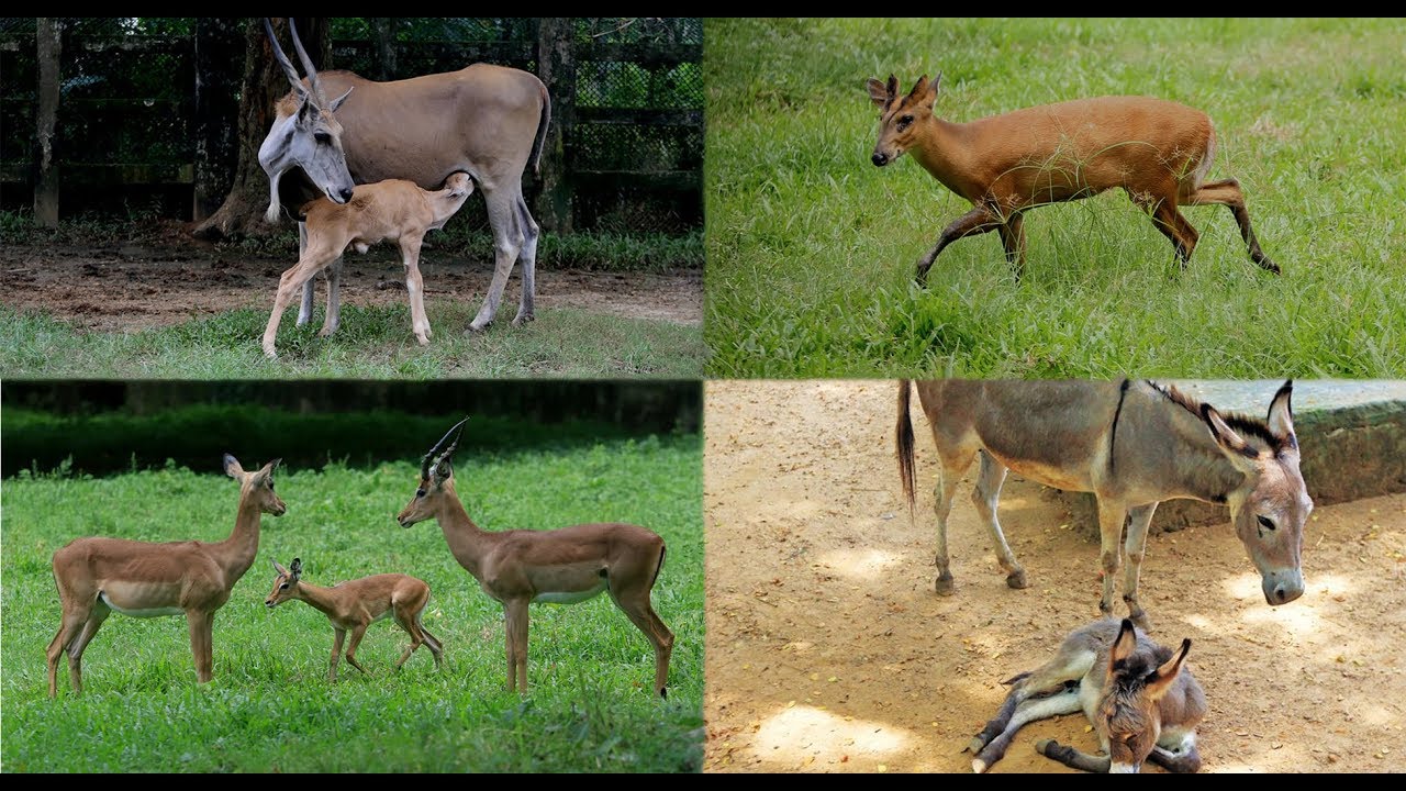ঢাকা চিড়িয়াখানায় চার নতুন অতিথি || ইম্পালা || মায়া হরিণ || গাধাশাবক || কমন ইল্যান্ড
