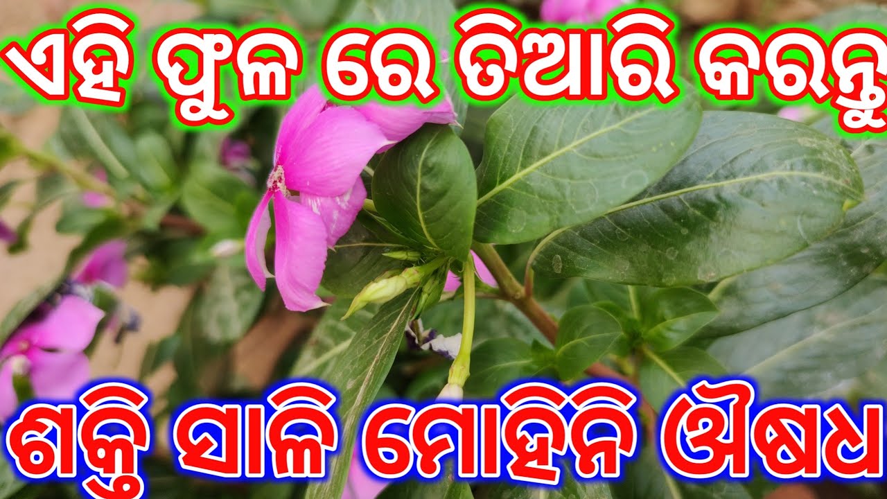 mohini osho | mohini vashikaran mantra | vashikaran mantra | tec bigyan