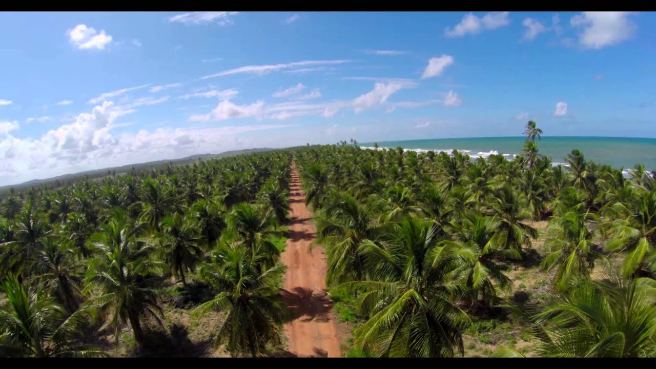 ME AVENTURANDO COM O DRONE ENTRE OS COQUEIROS