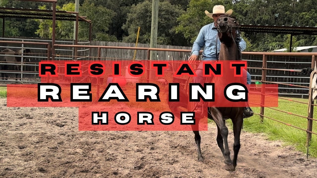 Harlon: Rearing, resistance and redemtion.  Real life Horse Training.