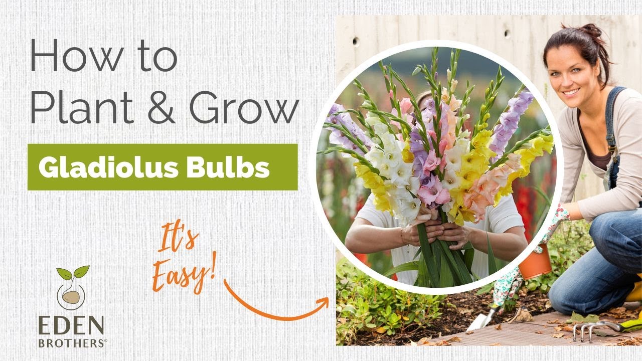 How to Plant and Grow Gladiolus Bulbs