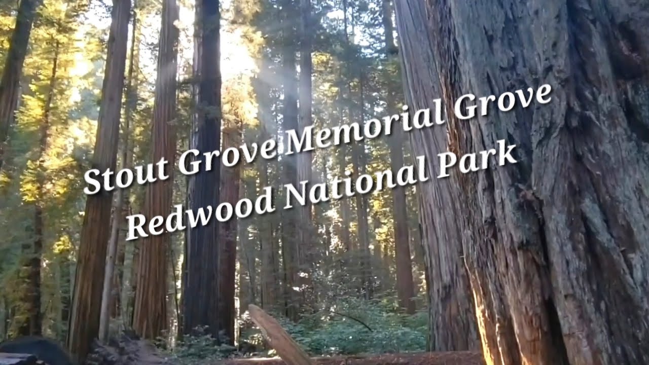 Redwood National Park ~ Stout Memorial Grove Trail