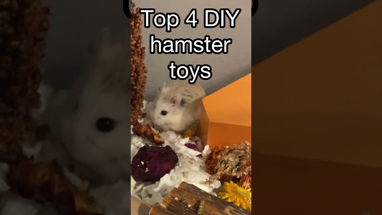 Top 4 DIY hamster toys! 