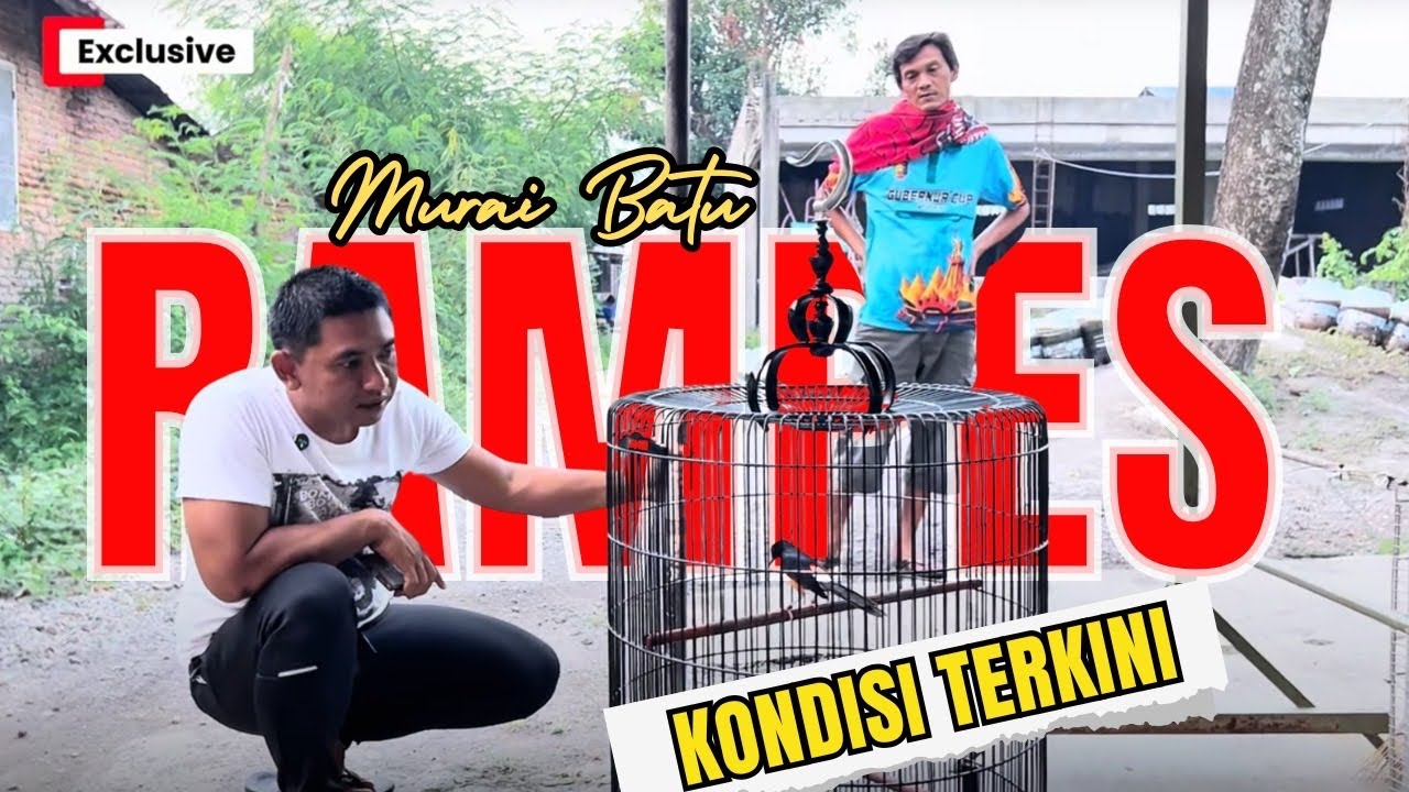 OM BOLANG NGECEK MURAI BATU RAMPES || RAMPES SIAP TEMPUR !!